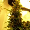 купить семена конопли Auto Great White feminised