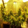 купить семена конопли шишкин Auto Great White feminised