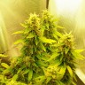 купить семена конопли недорого Auto Great White feminised