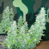 купить семена конопли в оригинальных упаковках Auto Great White feminised