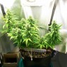 купить семена конопли феминизированные Auto Great White feminised