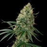 Семена конопли Auto Sin Tra Bajo feminised Ganja Seeds