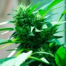 Семена марихуаны Nibiru feminised Ganja Seeds