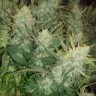 Auto Gelato fem купить семена каннабиса по выгодной цене