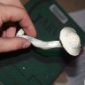 купить споры грибов Albino A+