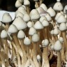купить отпечатки грибов недорого Albino A+