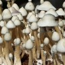 купить споры грибов в оригинальных упаковках Albino A+