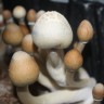купить качественные отпечатки грибов Albino A+