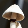 купить качественные споры грибов Albino A+