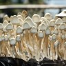 купить взвесь грибов недорого Albino A+