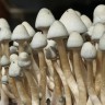 купить оттиск грибов в фирменной упаковке Albino A+