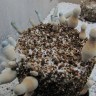 заказать оттиск грибов Albino A+