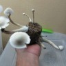 заказ споры грибов Albino A+