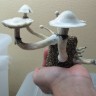 где заказать оттиск грибов Albino A+