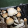 заказать споры грибов наложенным платежом Albino A+