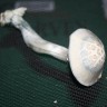 заказать споры грибов почтой Albino A+