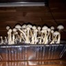заказать качественные споры грибов Albino A+