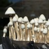 заказать качественную взвесь грибов Albino A+