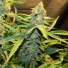 Семена каннабиса Northern Lights x AK feminised Ganja Seeds
