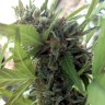 семена конопли для курения Auto Girl Scout Cookies feminised
