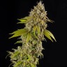 семена конопли курьером Auto Girl Scout Cookies feminised