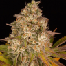 семена конопли с доставкой Auto Girl Scout Cookies feminised