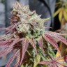 качественные семена конопли Auto Girl Scout Cookies feminised