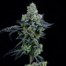 доставка семян конопли по москве Auto Girl Scout Cookies feminised