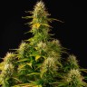 купить элитные сорта конопли Auto Girl Scout Cookies feminised