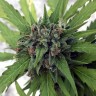 мощные сорта конопли спб Auto Girl Scout Cookies feminised