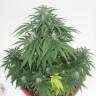 заказать семена конопли наложенным платежом Top Skunk 44 x AK 47 feminised