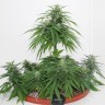 заказ семян конопли Украина Top Skunk 44 x AK 47 feminised