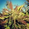 Семена канабиса Pepoberry feminised Ganja Seeds