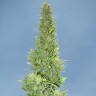 Семена марихуаны Auto Durban Poison feminised Ganja Seeds
