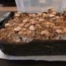 заказать хорошие споры псилоцибиновых грибов Orissa