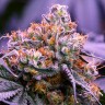 Семена марихуаны Purple OG