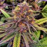 Семена каннабиса Purple OG