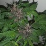 Семена конопли недорого Purple OG