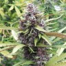 Семена конопли Purple OG