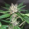Фотопериодные сорта конопли Purple OG