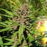 Семена конопли ГанжаСидс Purple OG