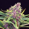 Семена конопли Purple OG