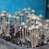 заказать оттиск псилоцибиновых грибов Panaeolus Jamaica