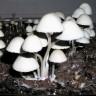 заказать споры псилоцибиновых грибов Panaeolus Jamaica курьером