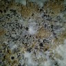 заказать хорошие споры псилоцибиновых грибов Panaeolus Jamaica