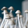 заказать качественную взвесь псилоцибиновых грибов Panaeolus Jamaica