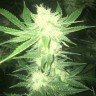Семена каннабиса Sage n Sour feminised Ganja Seeds