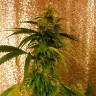 семенам конопли наложенным платежом Critical Jack feminised Ganja Seeds
