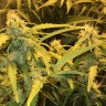 Auto Lowryder #2 feminised Ganja Seeds