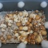 купить качественные отпечатки псилоцибиновых грибов Ecuador